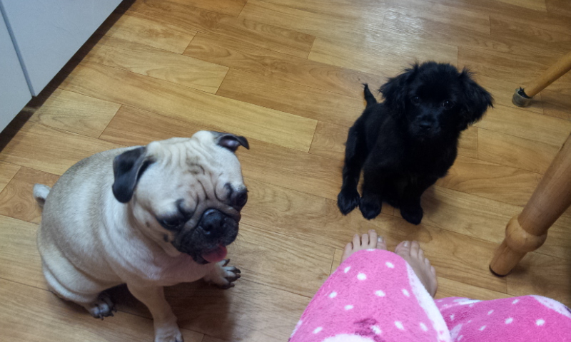 머리 부터 발 끝까지~사랑스러운 단심이(캔디)임양 후기 올려요