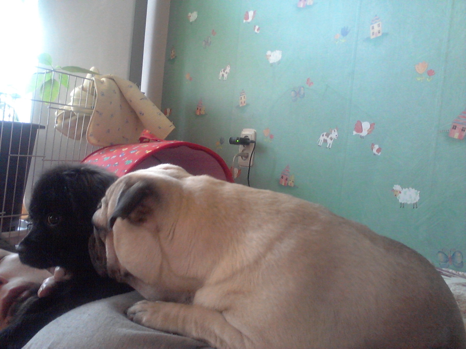 머리 부터 발 끝까지~사랑스러운 단심이(캔디)임양 후기 올려요