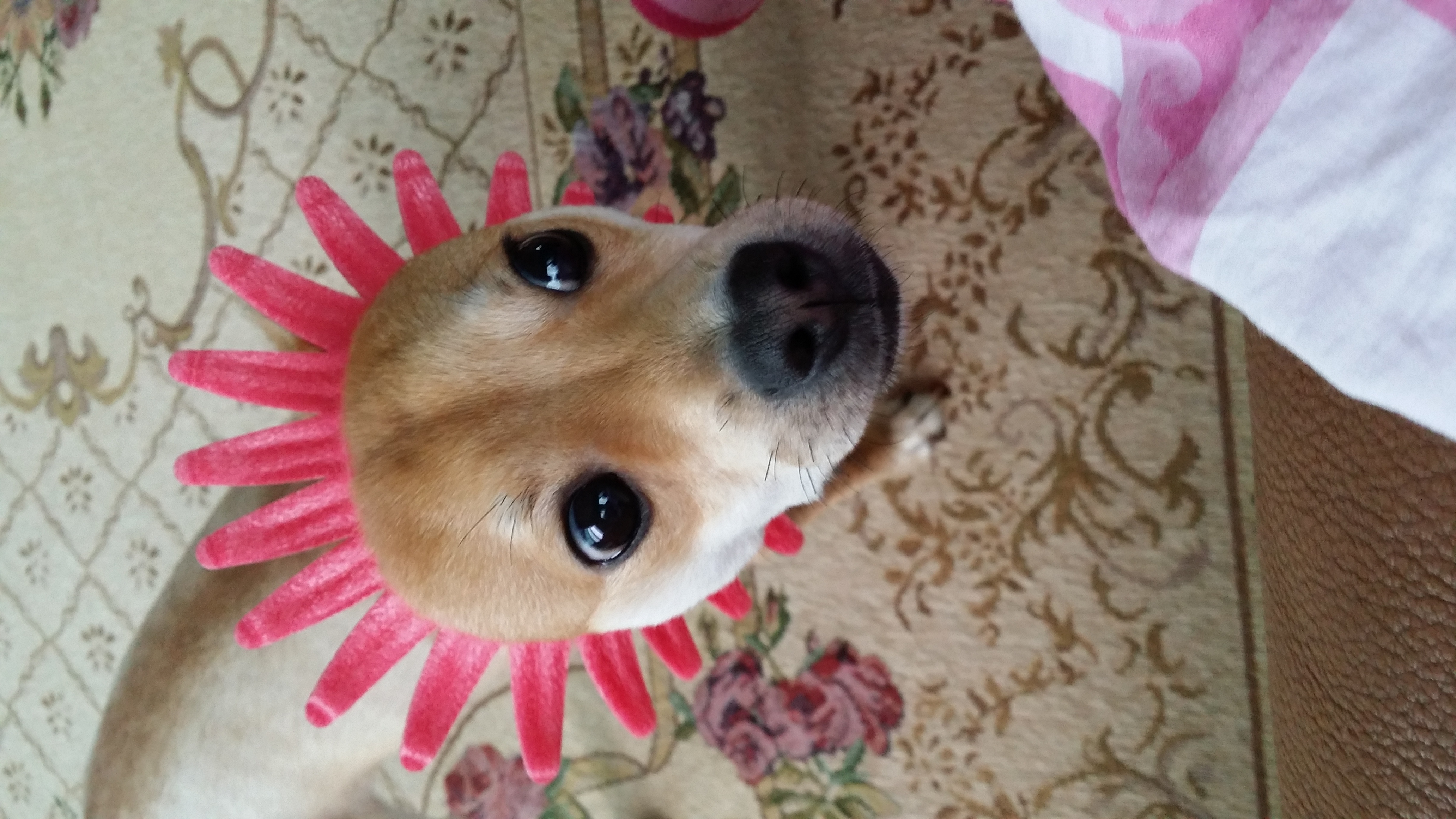 견우, 황우 네번째