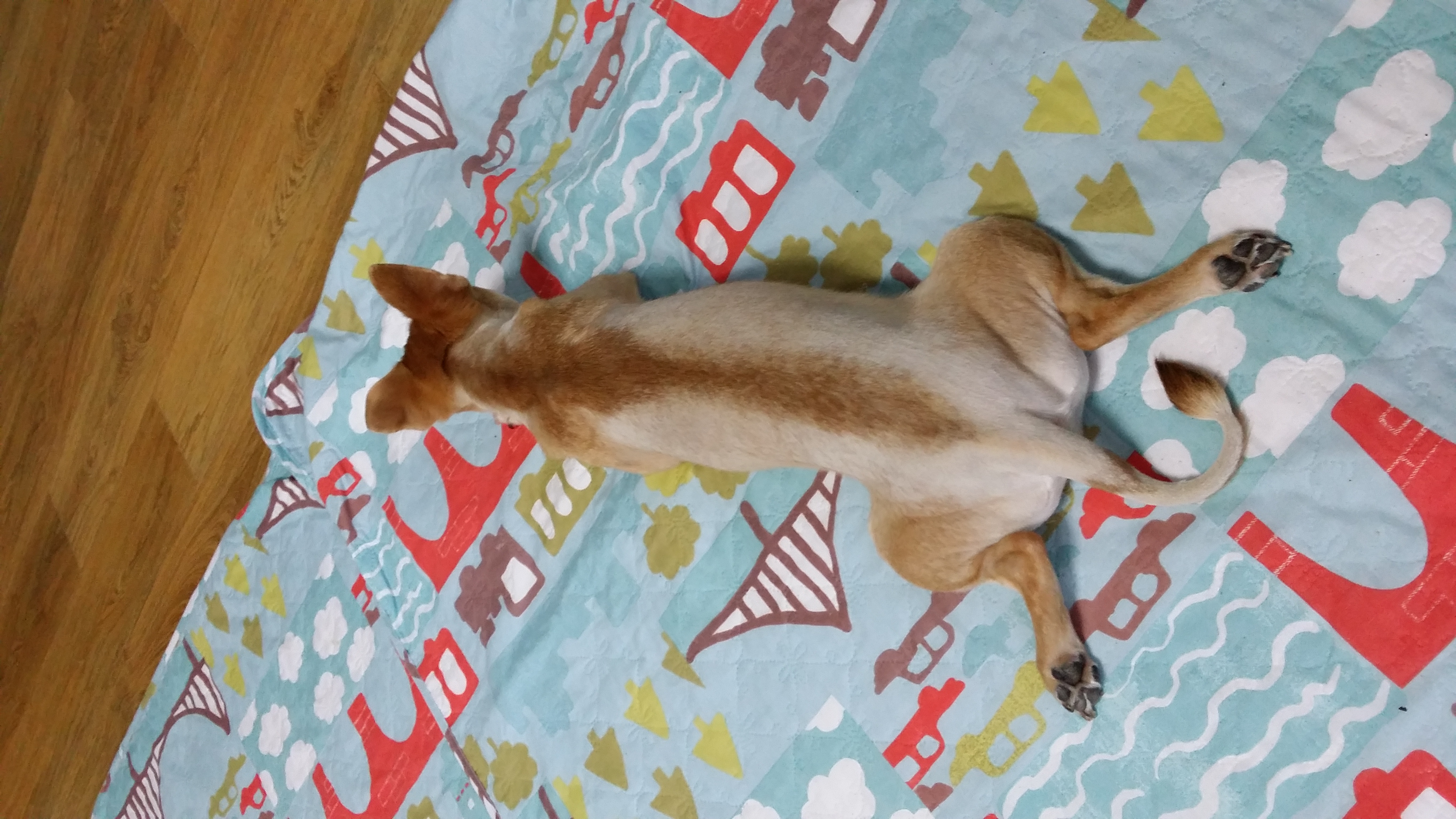 견우, 황우 네번째