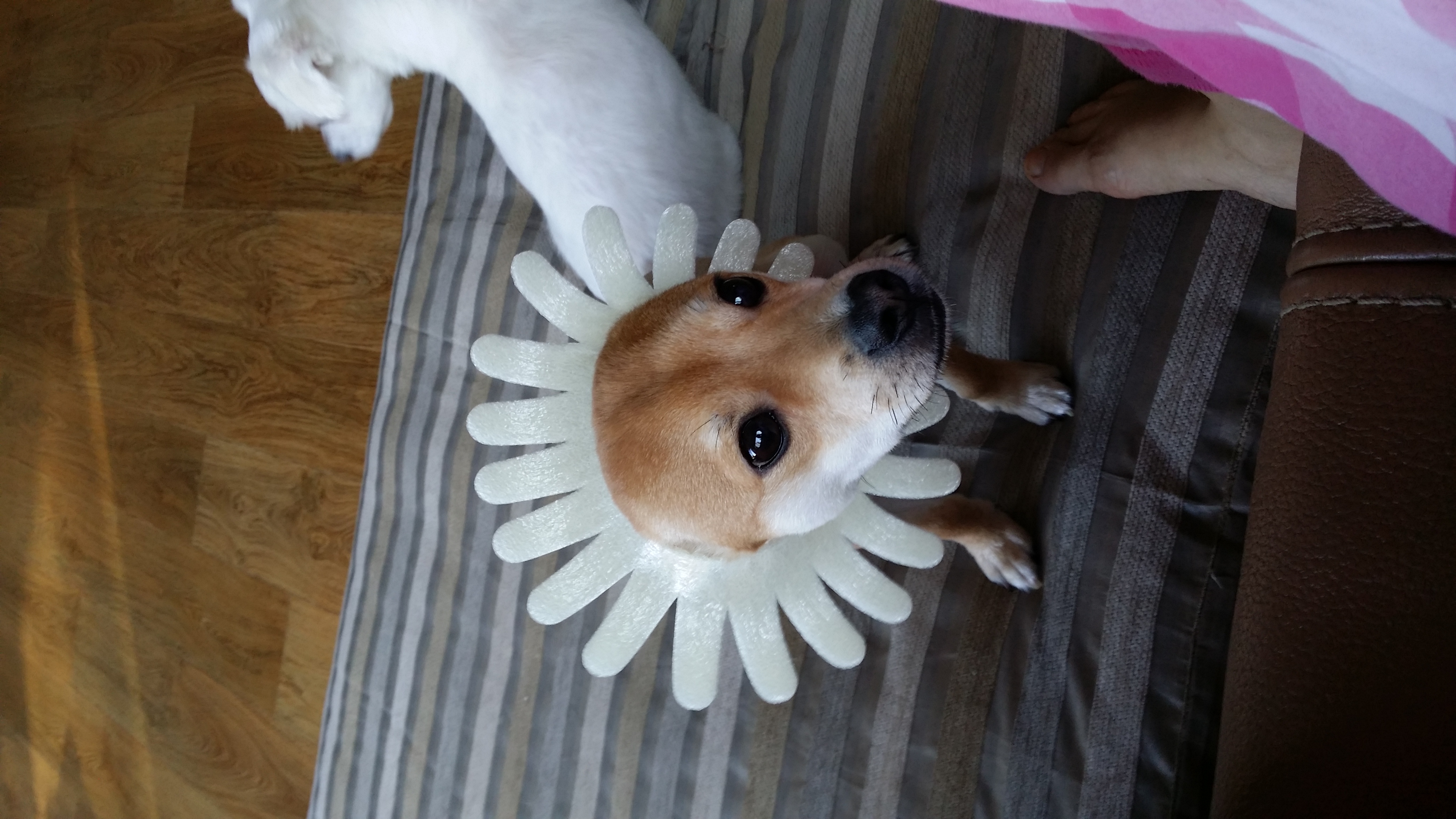 견우, 황우 네번째