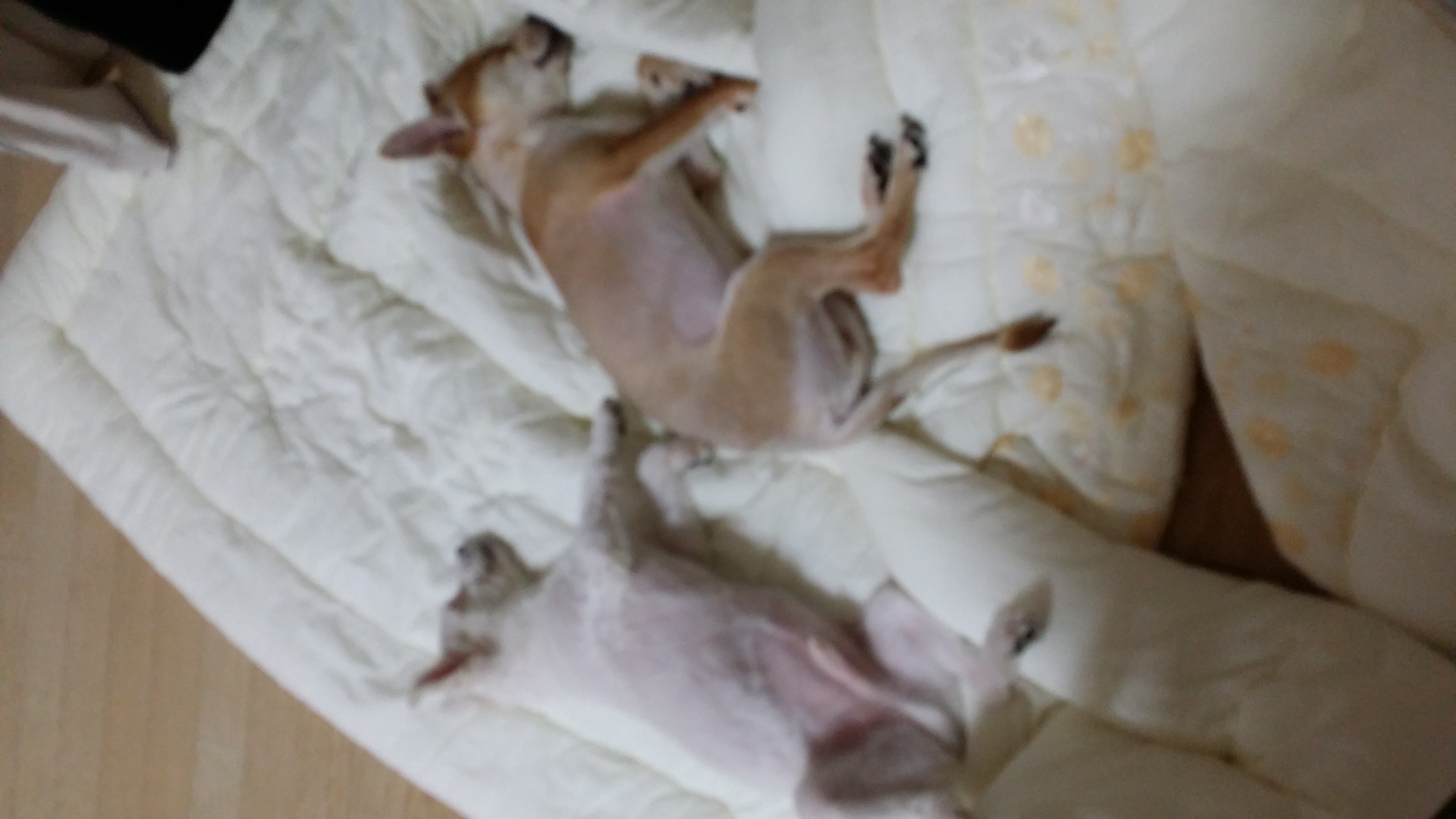 견우, 황우 네번째