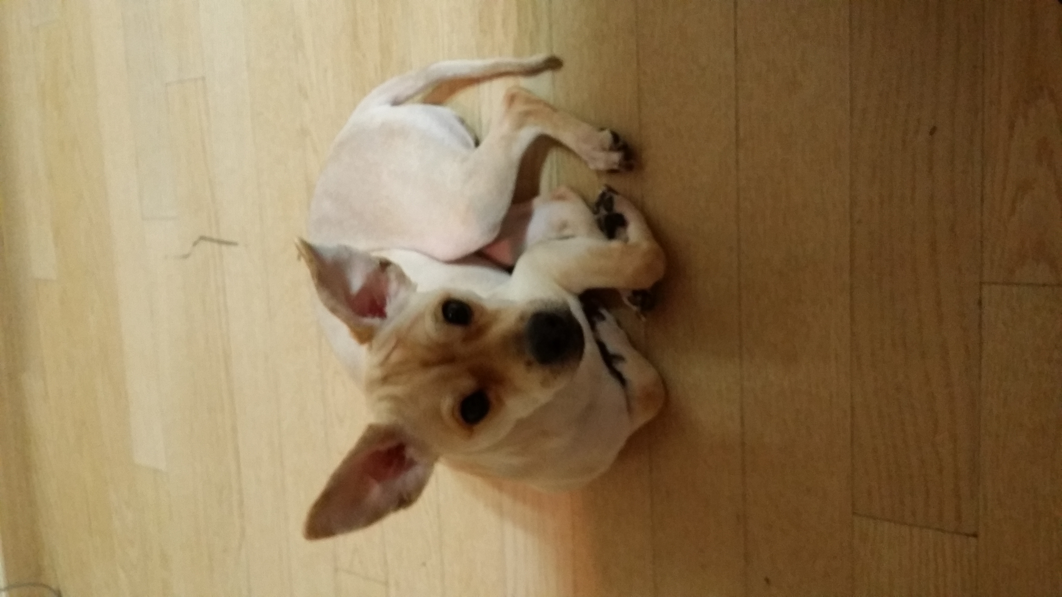 견우, 황우 네번째