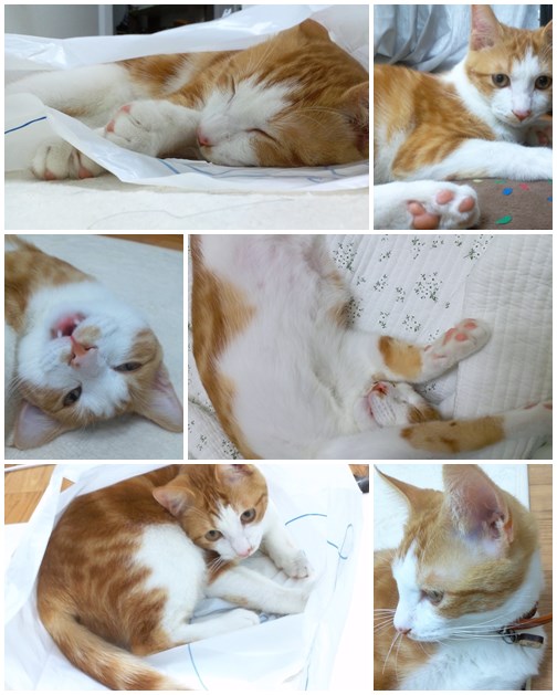 시우(영주) 인사드려요 ㅎㅎ