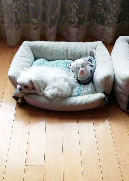 최선아님댁에서 견생역전중인 은비(흰비)입니다.