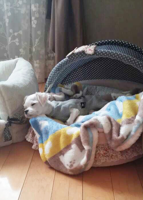 최선아님댁에서 견생역전중인 은비(흰비)입니다.