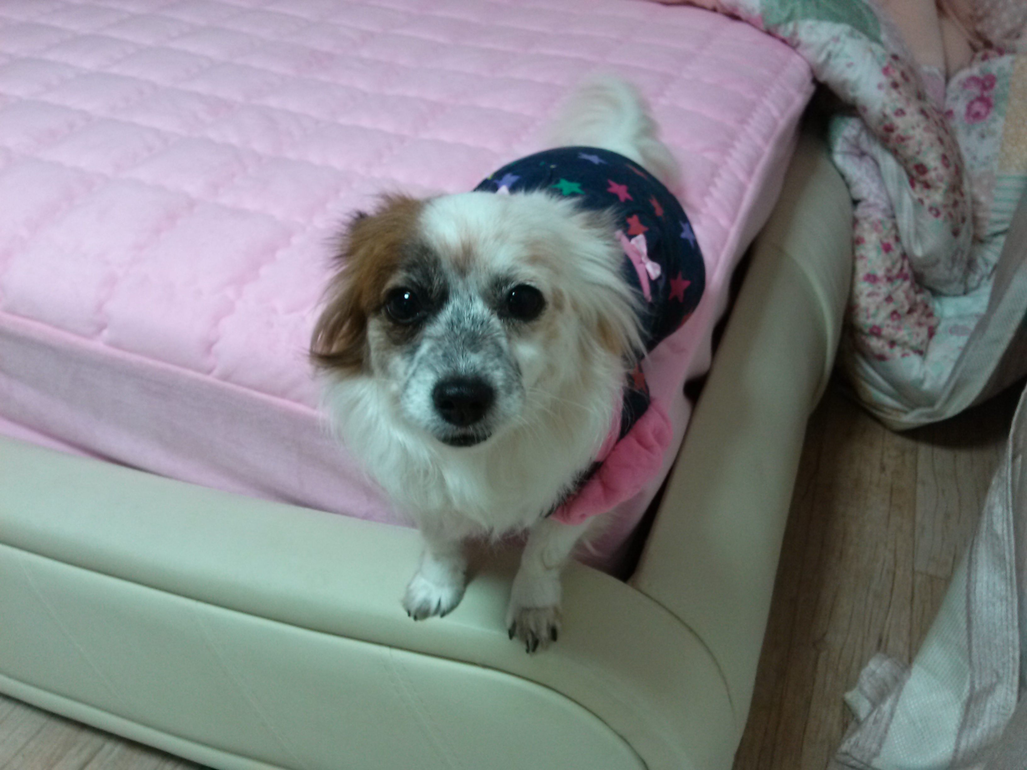 수라는 안아달라 예뻐해달라 보채는 애기가 되버렸어요