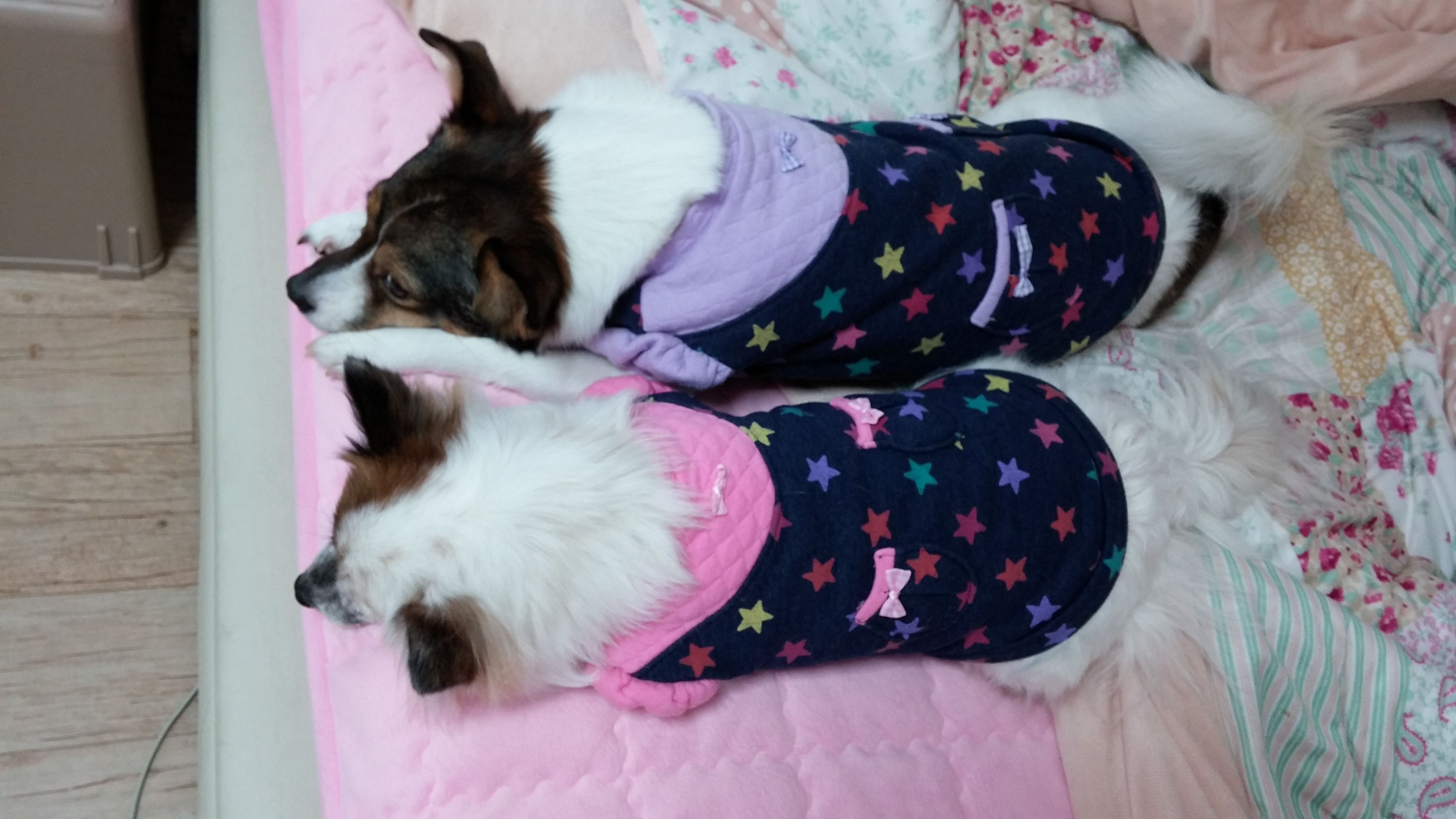 수라는 안아달라 예뻐해달라 보채는 애기가 되버렸어요