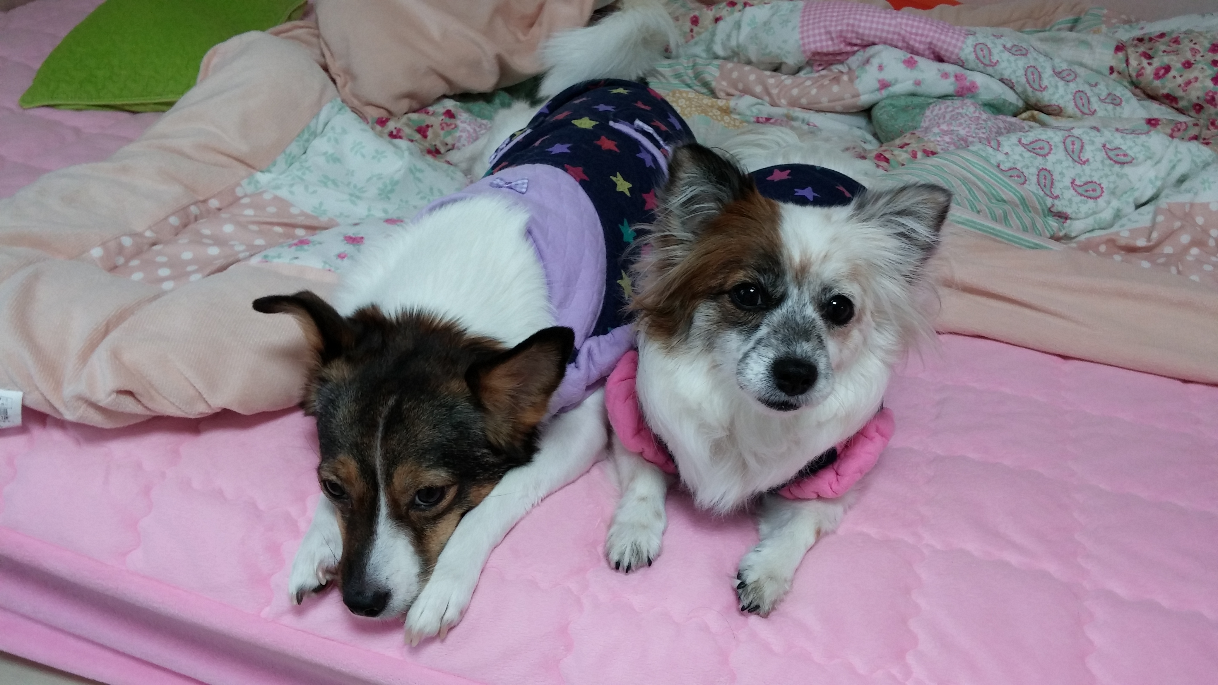 수라는 안아달라 예뻐해달라 보채는 애기가 되버렸어요