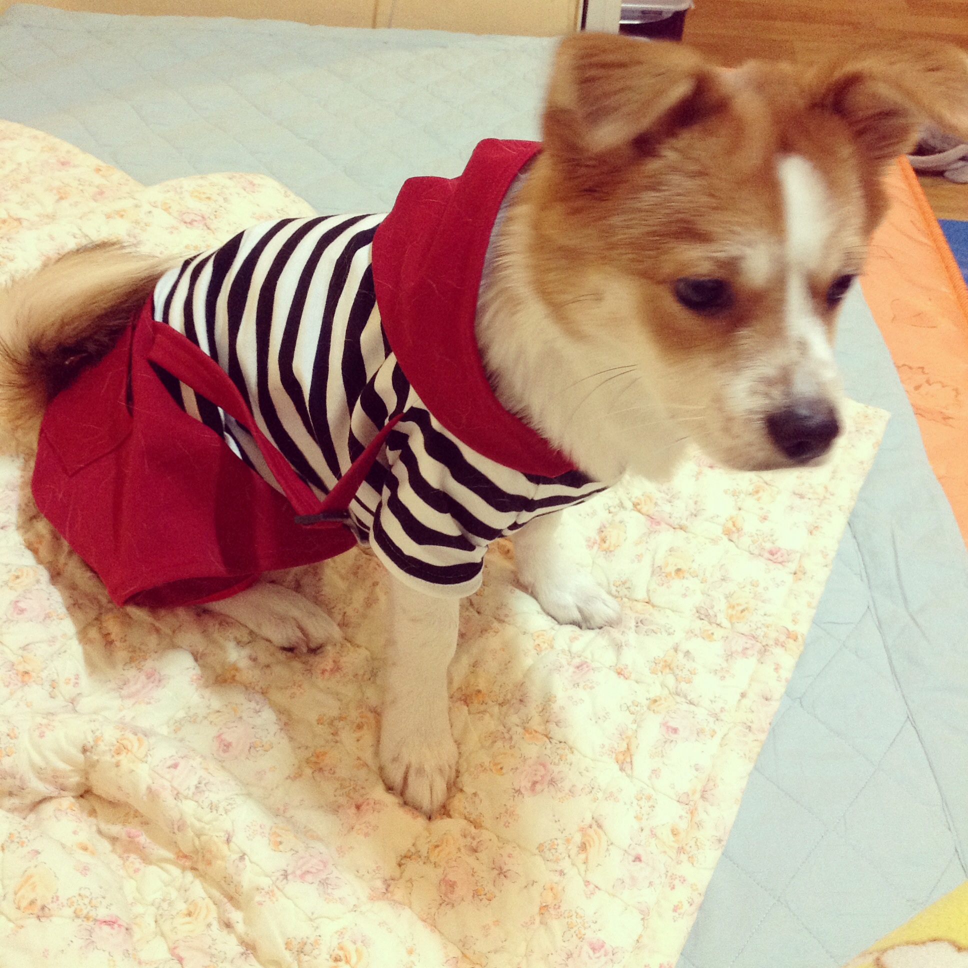 돼지로 이름 바꾼 두리왔어용^^