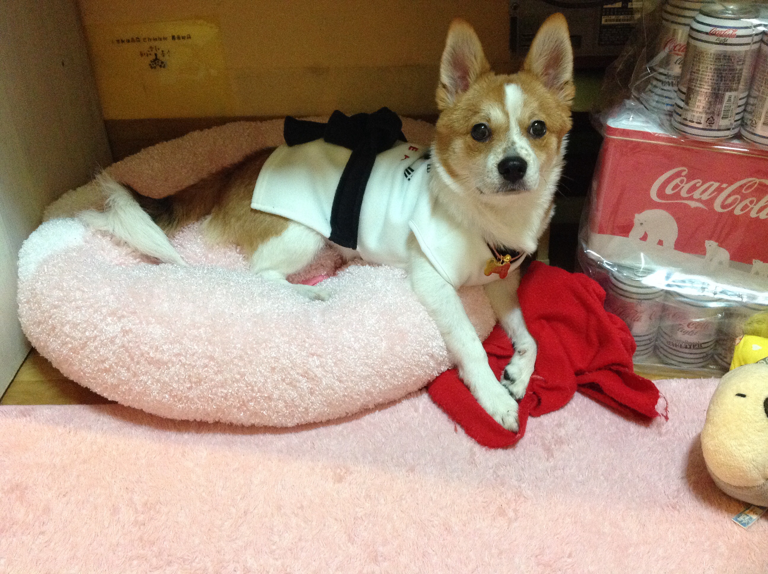 돼지로 이름 바꾼 두리왔어용^^