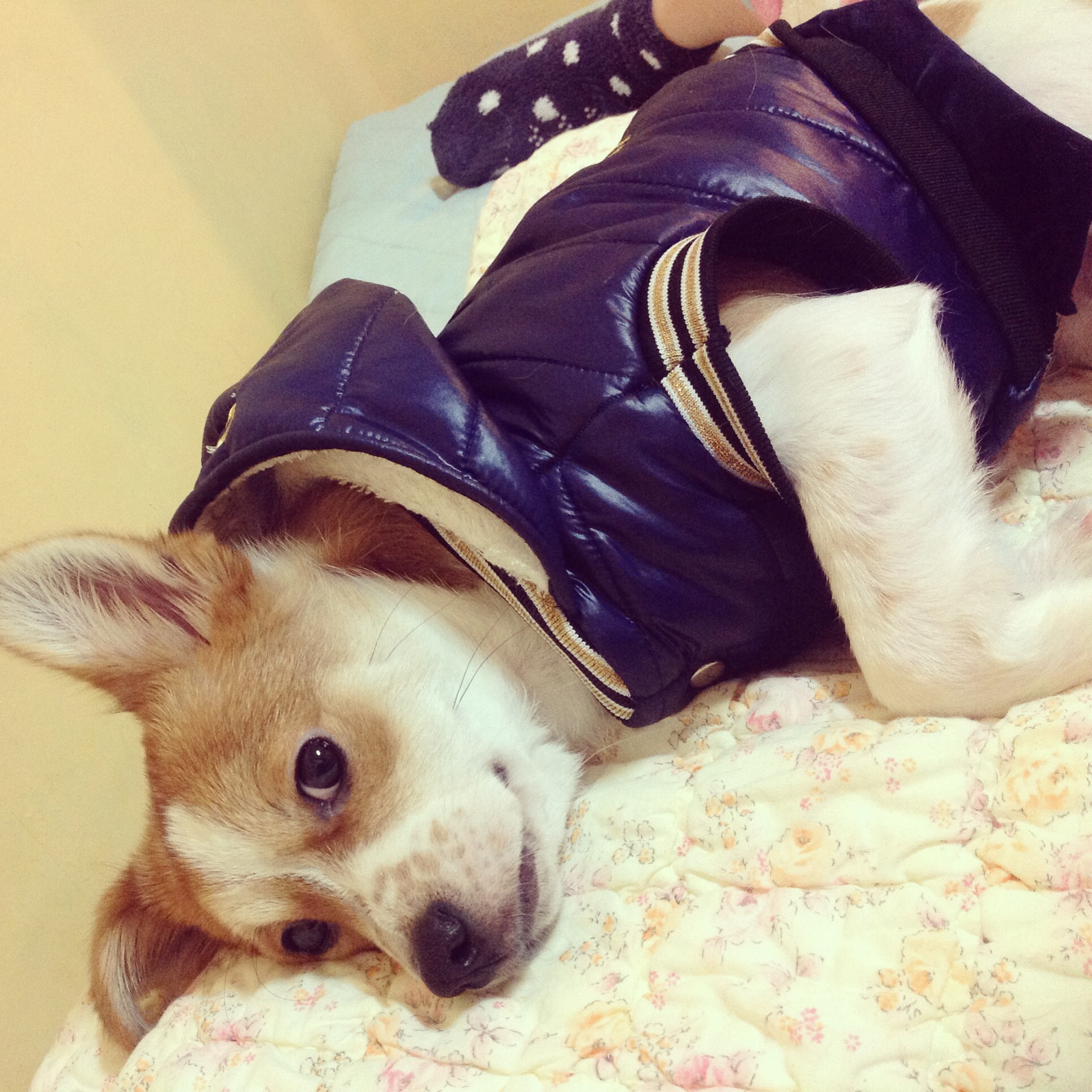 돼지로 이름 바꾼 두리왔어용^^