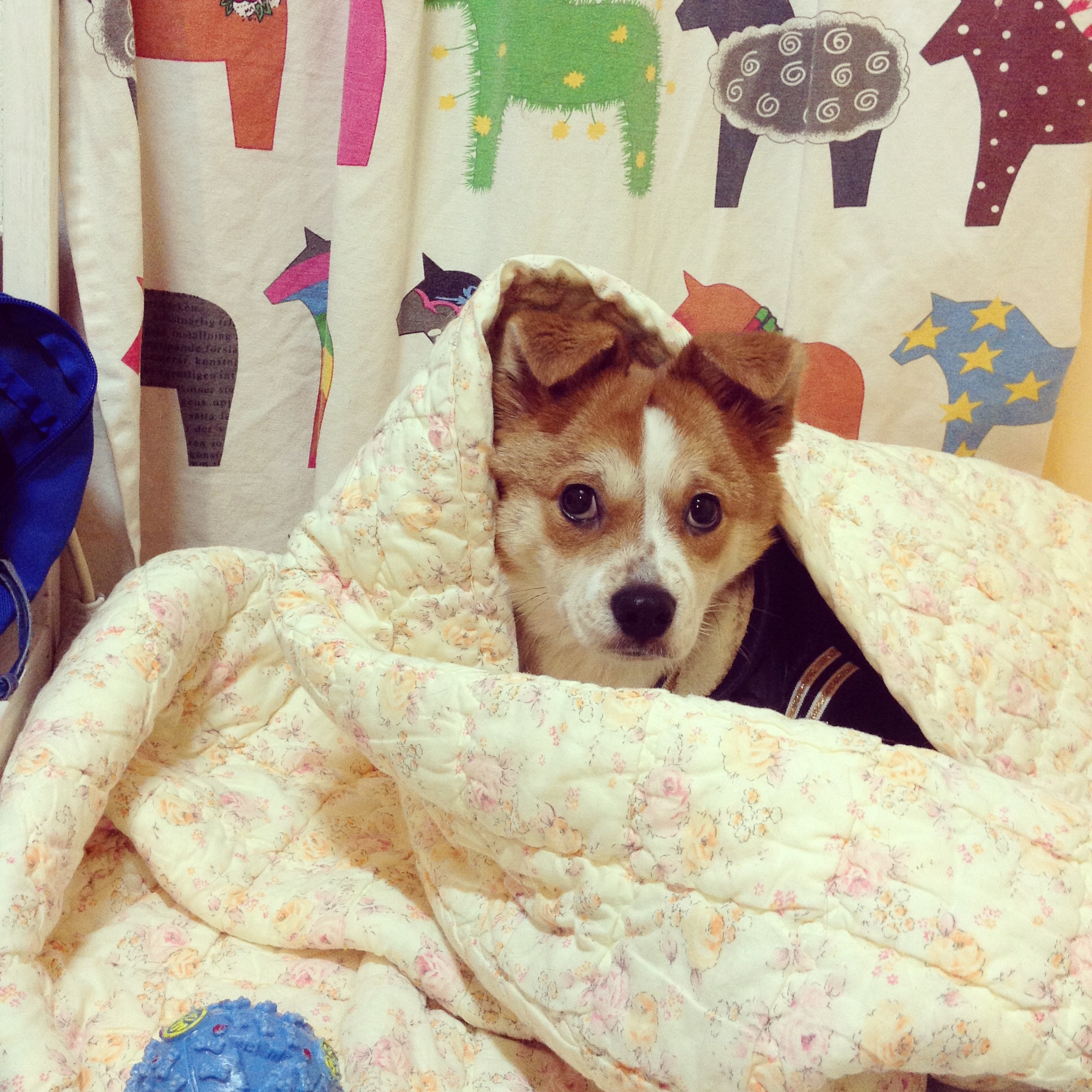 돼지로 이름 바꾼 두리왔어용^^