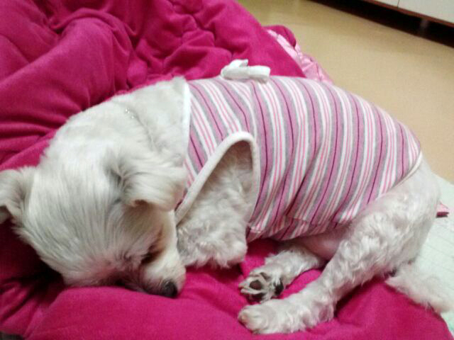 포동포동 포동해진 백호입니다.^^