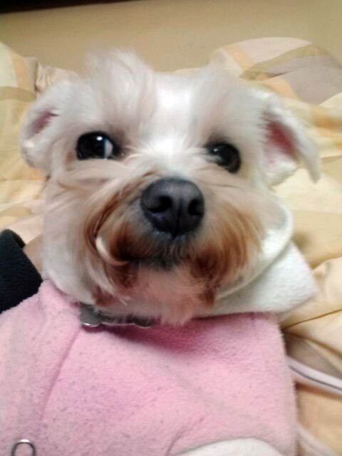 포동포동 포동해진 백호입니다.^^