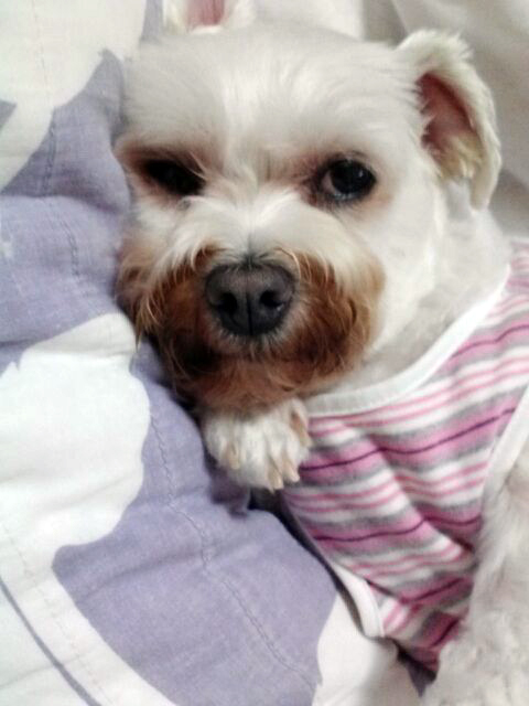 포동포동 포동해진 백호입니다.^^