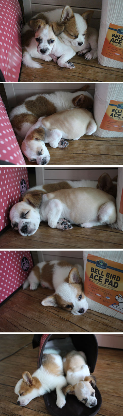 너무 늦었지만 콩다리형제 올릴께요^^