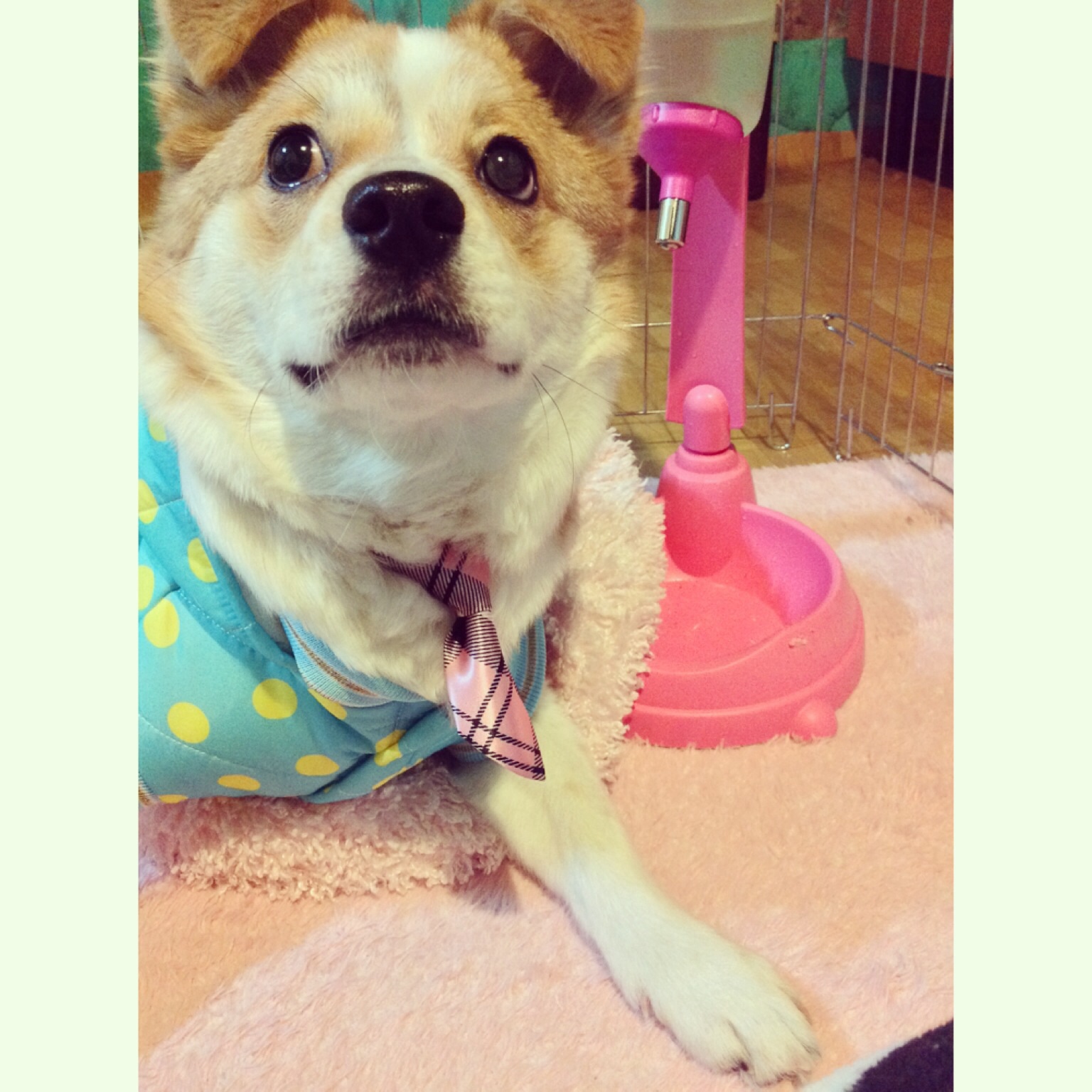 돼지 또 왔어용