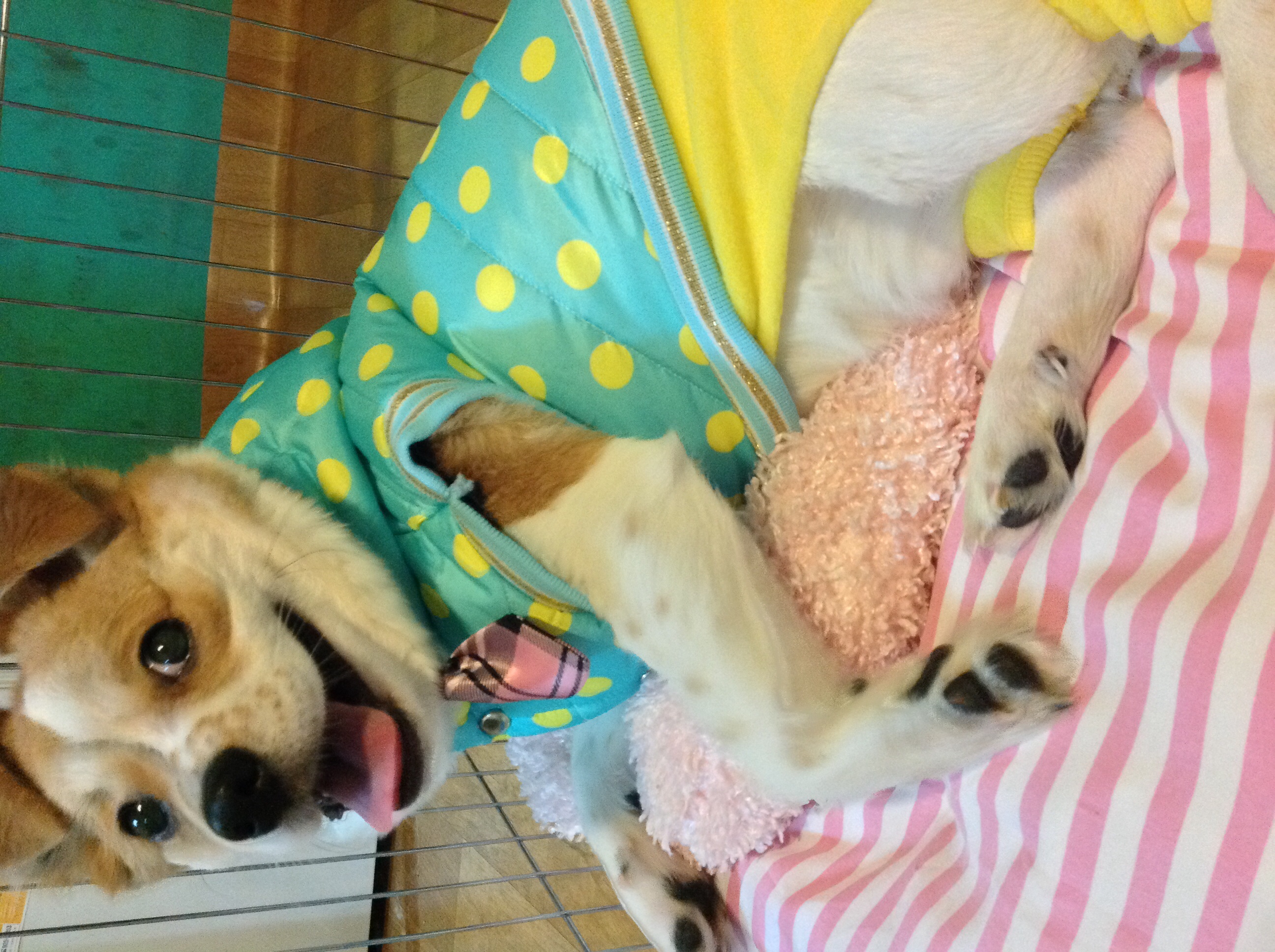 돼지 또 왔어용