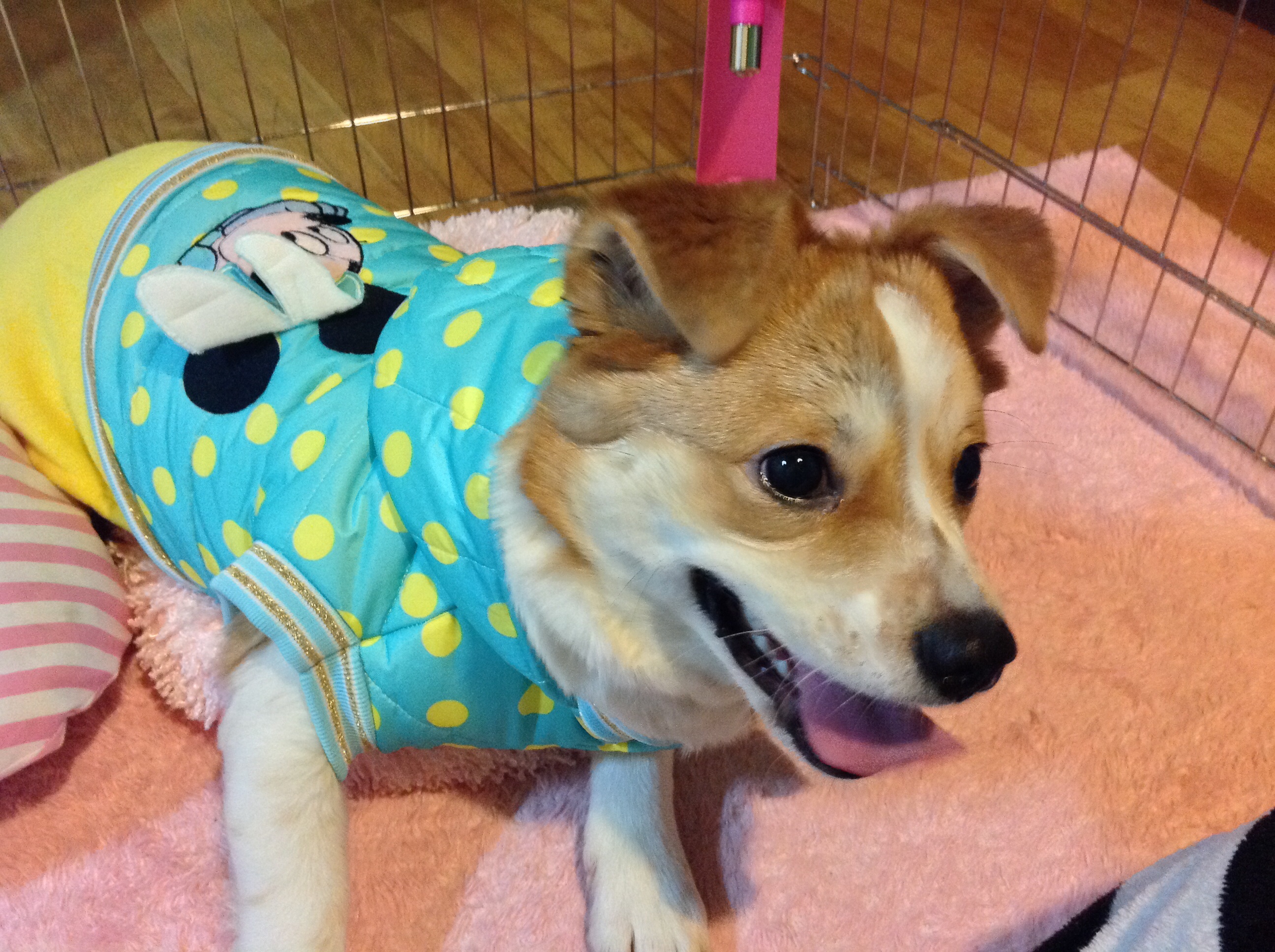 돼지 또 왔어용