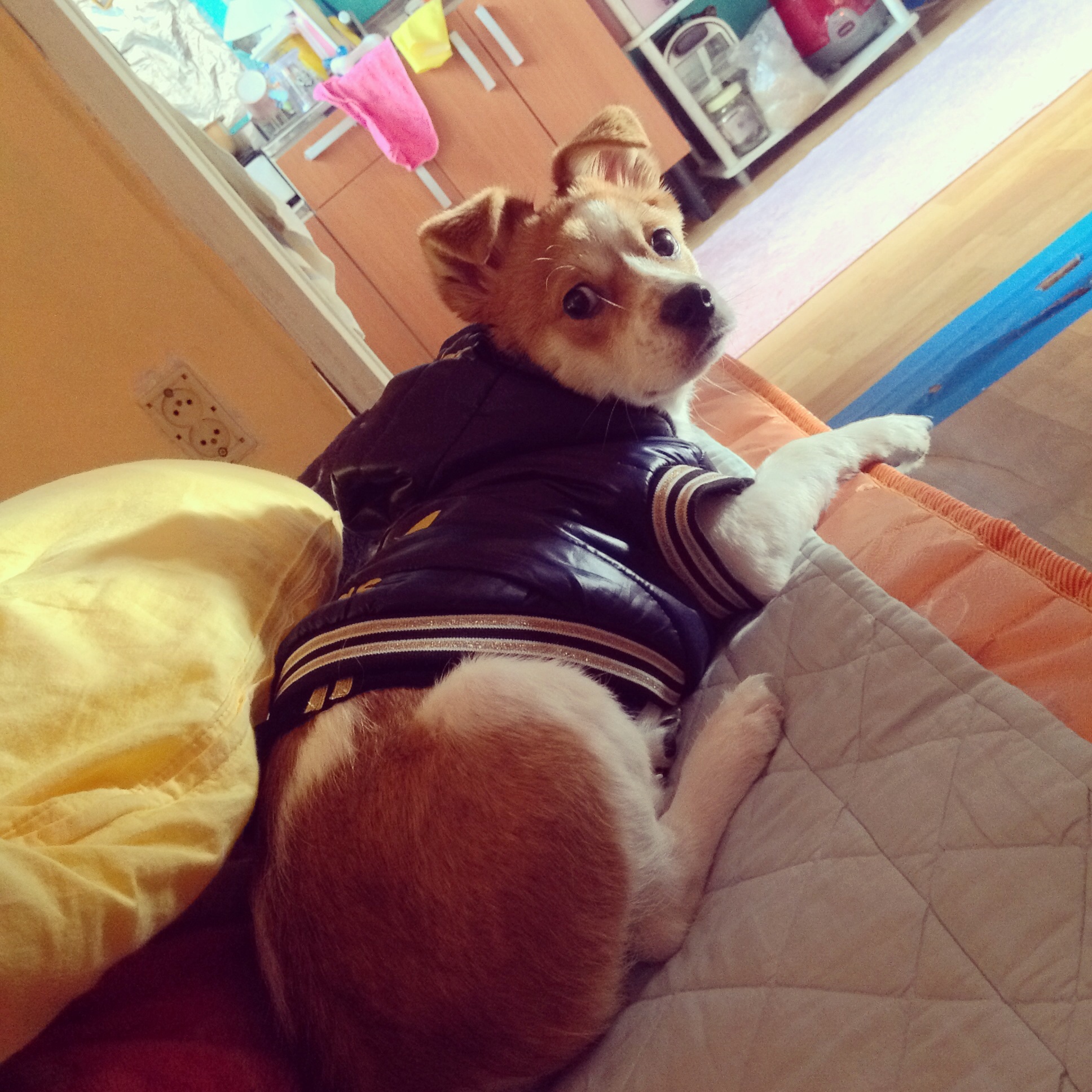 돼지 또 왔어용