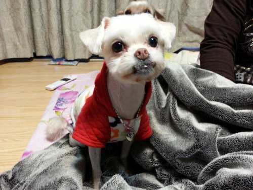 애들 미용하고 잘 지내고 있어요~