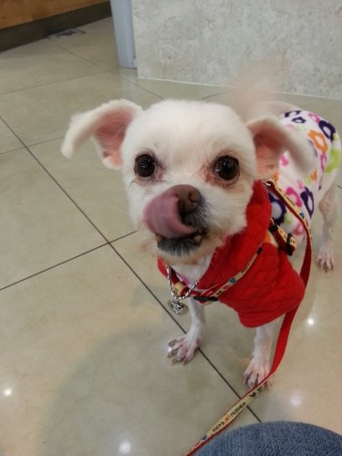 애들 미용하고 잘 지내고 있어요~