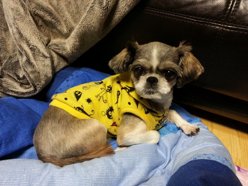 애들 미용하고 잘 지내고 있어요~