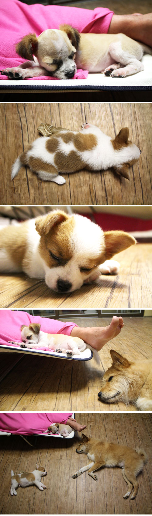 콩닥돌과 누렁이의 자는 모습