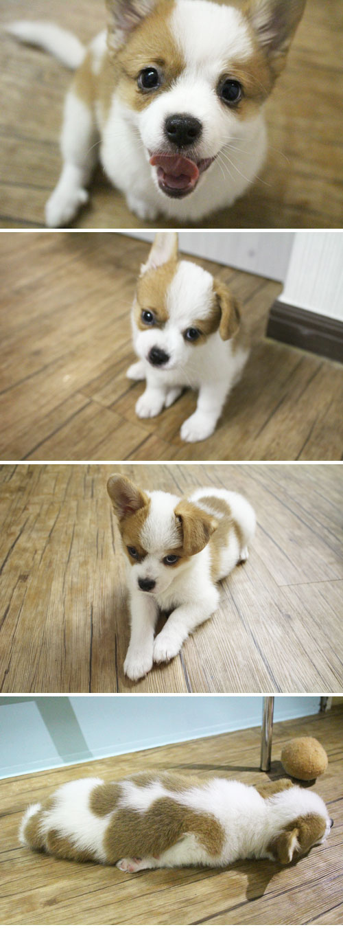 오늘은 여기까지 콩형제 사진 보고 힐링하세요 ㅎㅎ