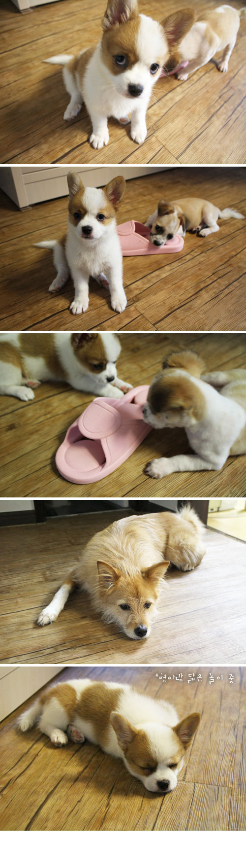 오늘은 여기까지 콩형제 사진 보고 힐링하세요 ㅎㅎ