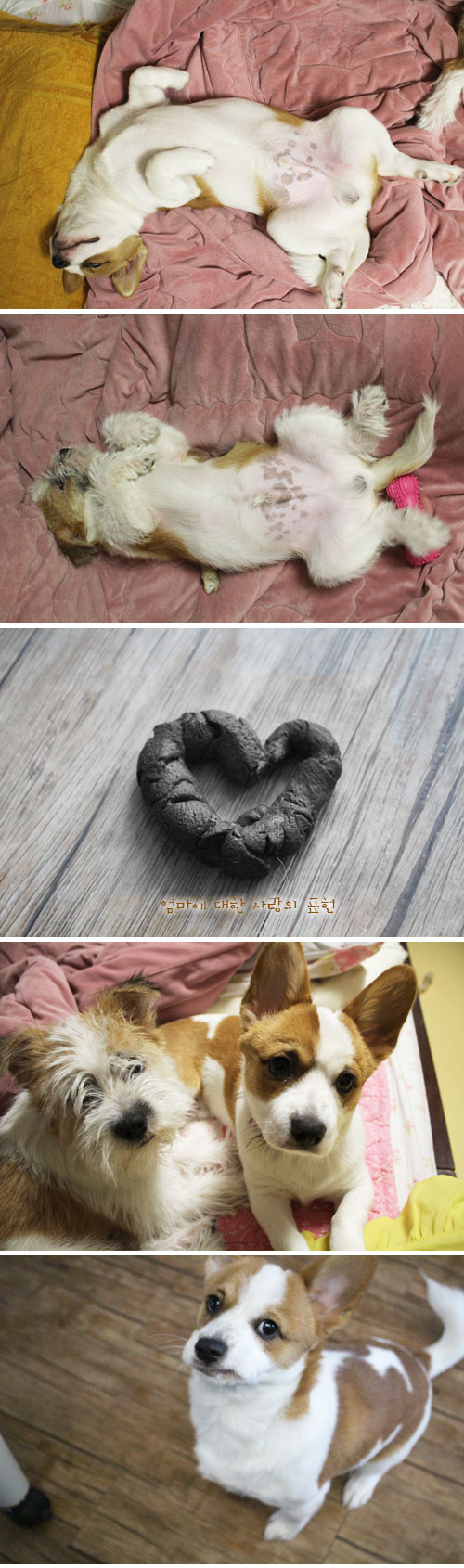 누콩콩형제 오늘도 올라가요^^