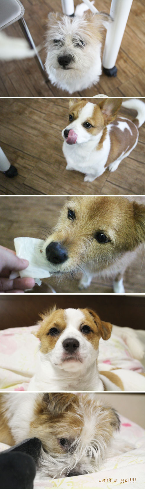 콩형제와 누렁이의 일상이에요