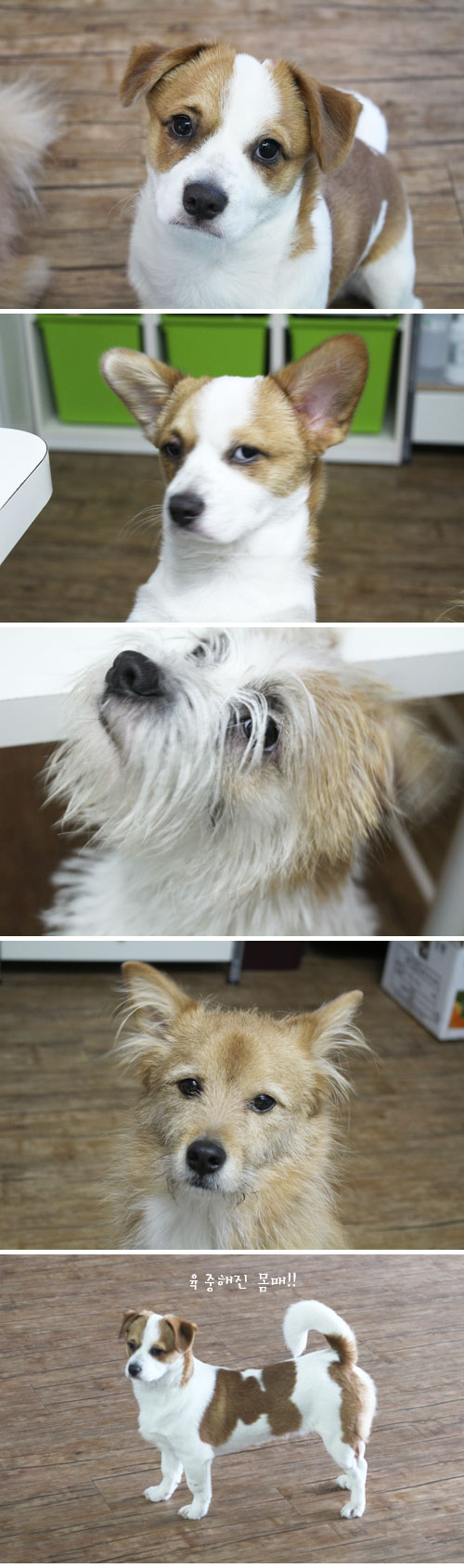 콩형제와 누렁이의 일상이에요