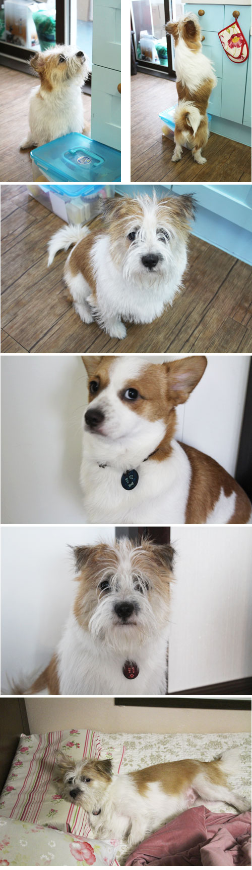 콩형제와 누렁이의 일상이에요