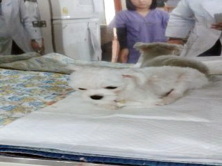 은비(흰비)가 중성화 수술 했어요.^^