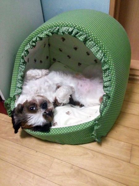 새로운 가족을 만난 뭉치 입니다.