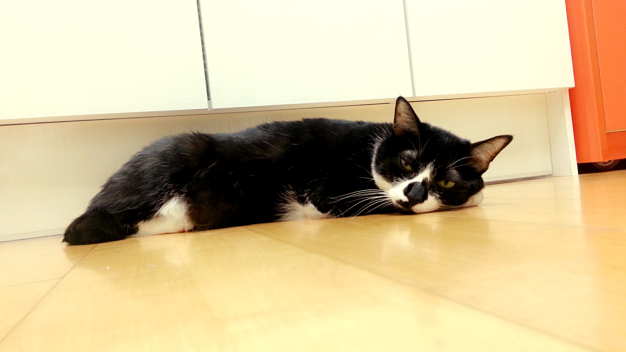 턱시도 사순이 똘이!