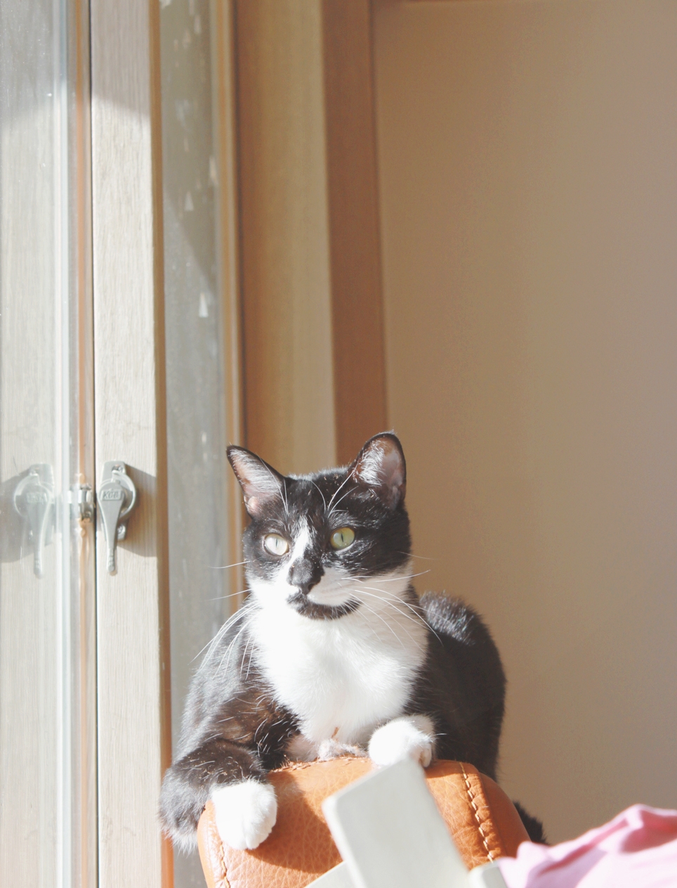 턱시도 사순이 똘이!