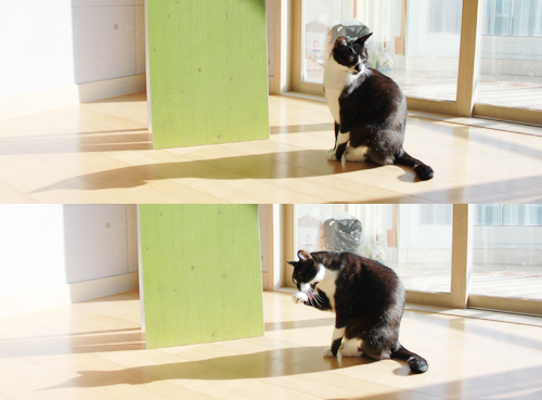 턱시도 사순이 똘이!