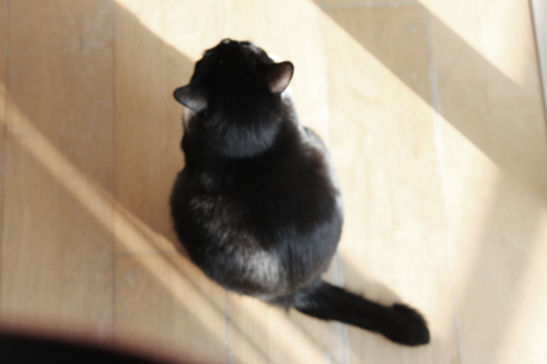 턱시도 사순이 똘이!