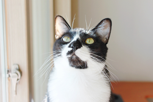 턱시도 사순이 똘이!