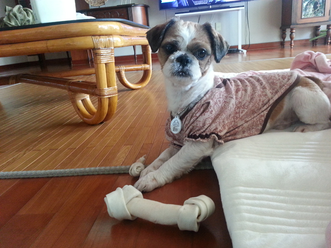 복실이.. 애교뭉치로 새롭게 적응 완료요~ ^^