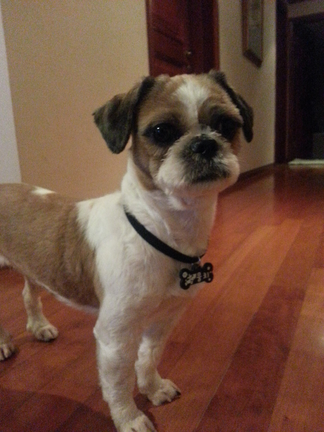 복실이.. 애교뭉치로 새롭게 적응 완료요~ ^^