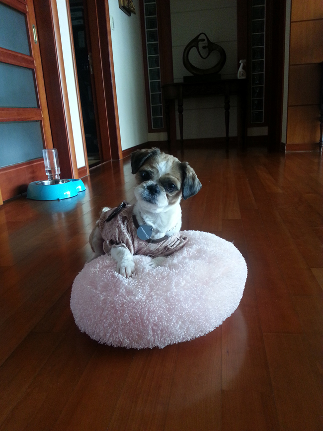 복실이.. 애교뭉치로 새롭게 적응 완료요~ ^^