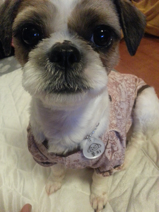 복실이.. 애교뭉치로 새롭게 적응 완료요~ ^^