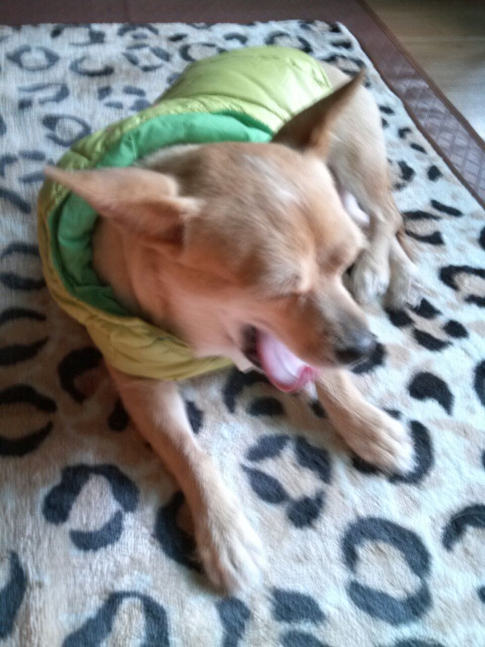 우리공주 하품시리즈