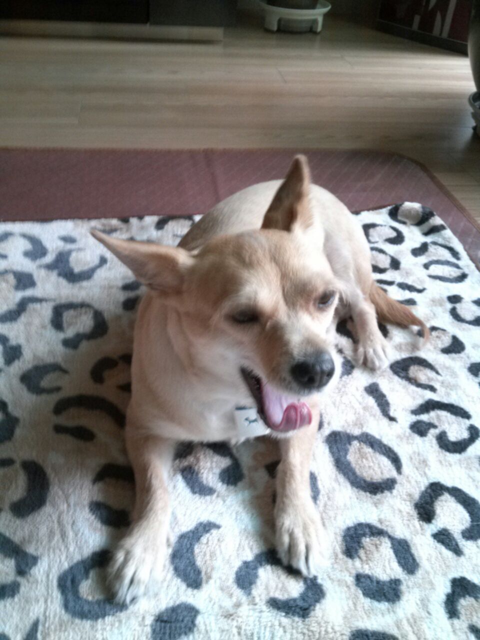 우리공주 하품시리즈