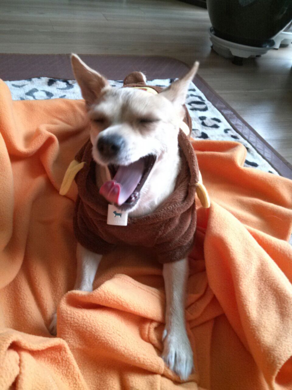 우리공주 하품시리즈