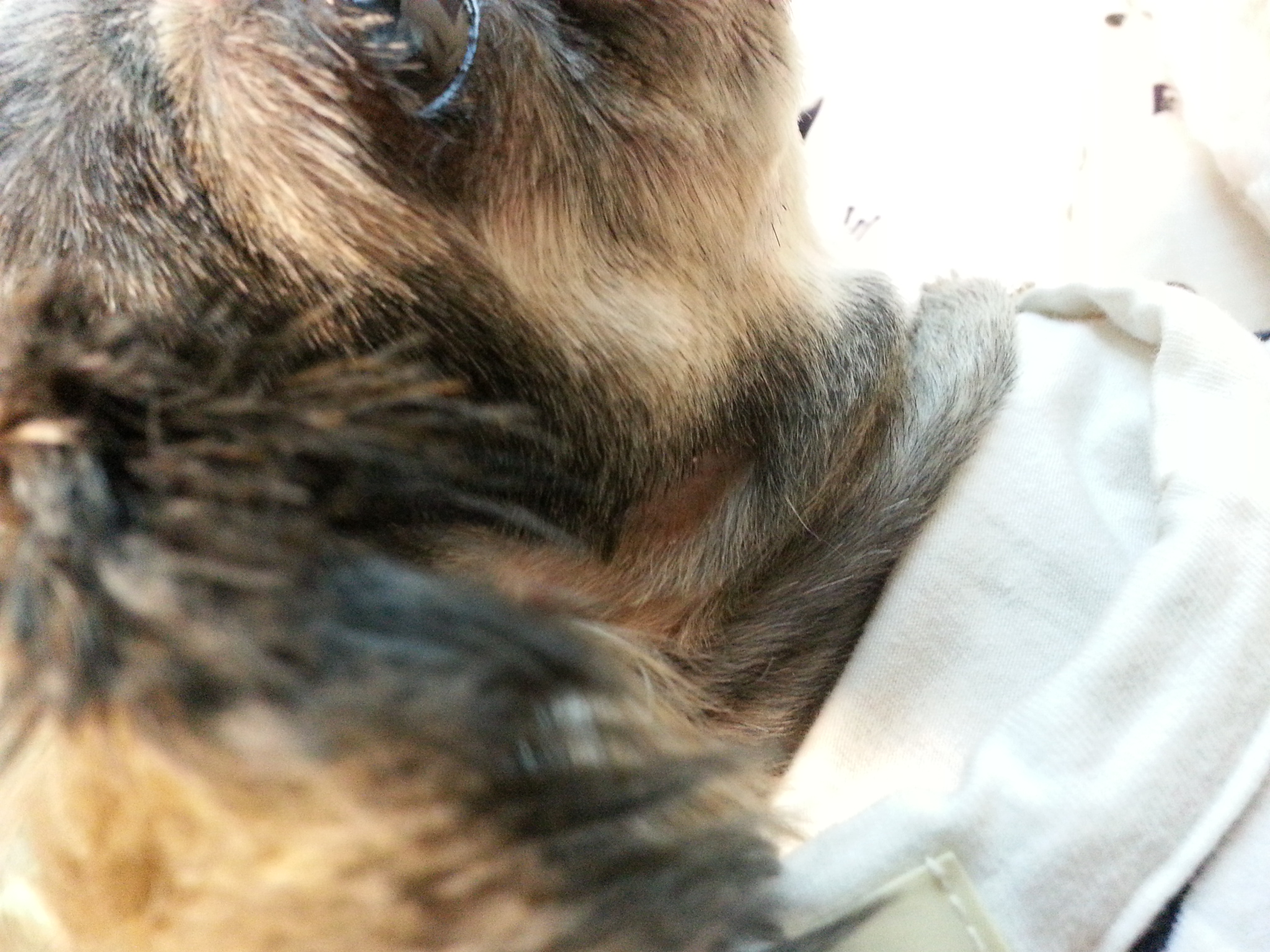 울집 녀석과 임보견들 근황